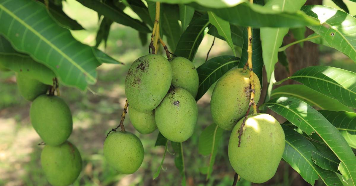 mango plantation